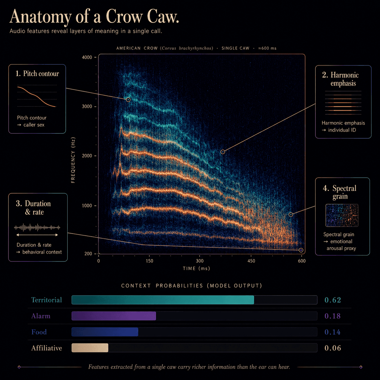 Anatomical diagram of one caw vocalization with four callouts mapping spectral features to encoded information.